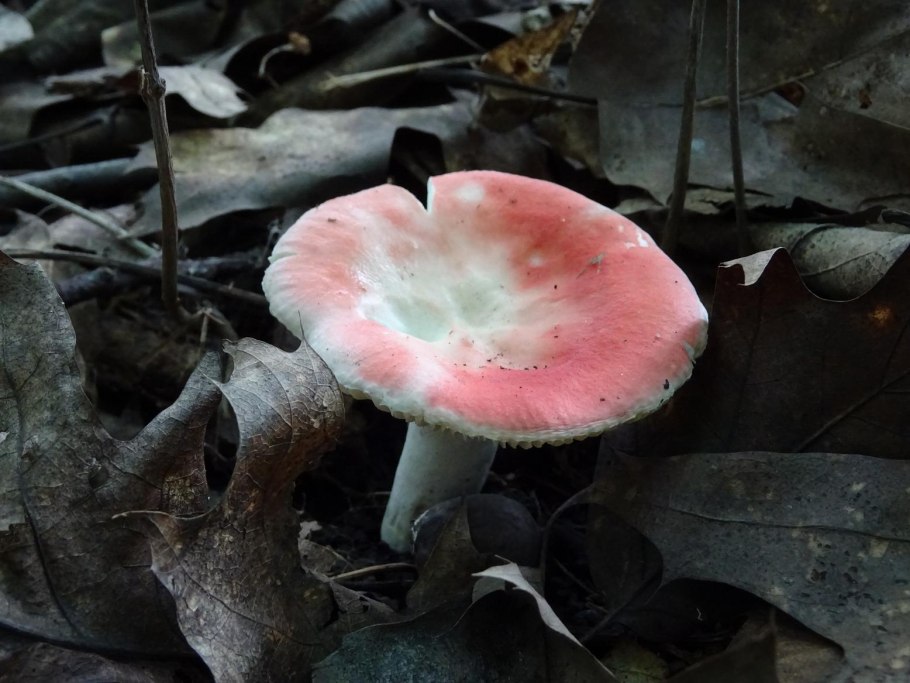 Russula olivacea