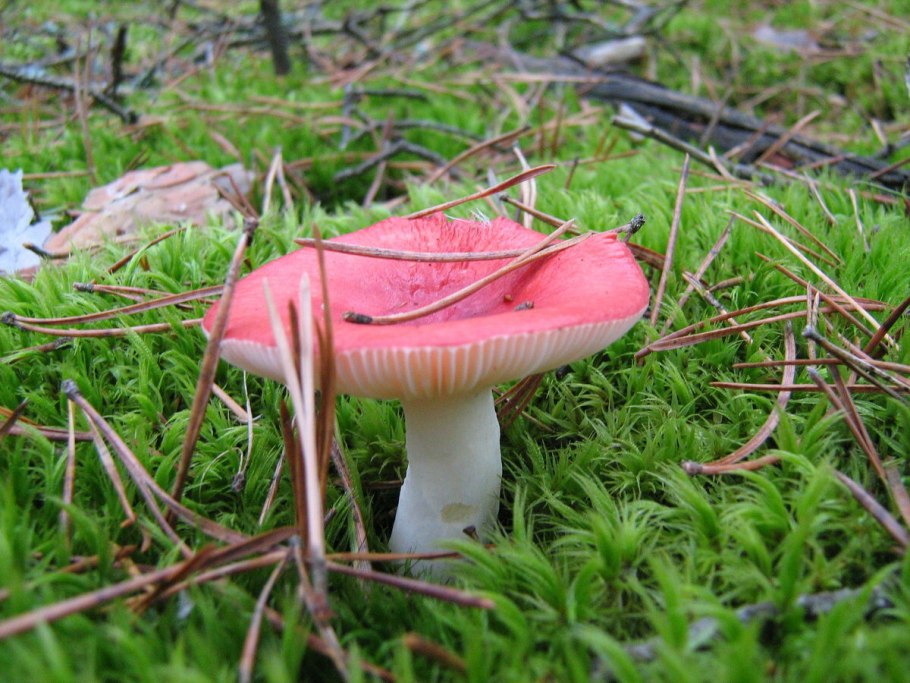 Russula virescens