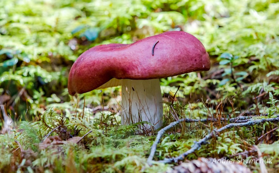 Сыроежка съедобный гриб