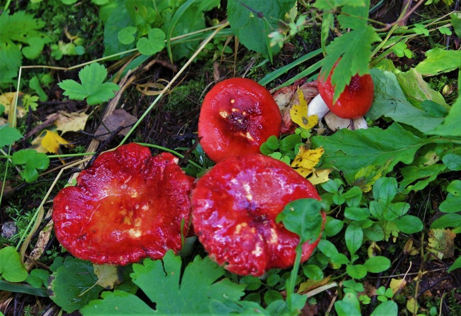 Грибы Toadstool