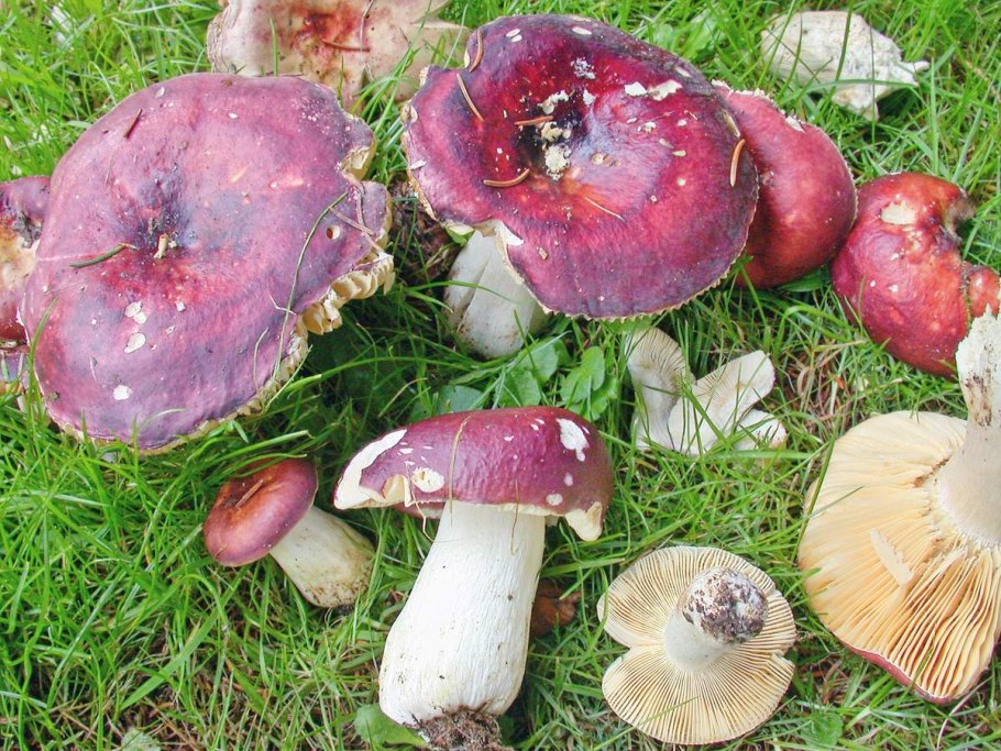 Сыроежка розовая Russula rosea