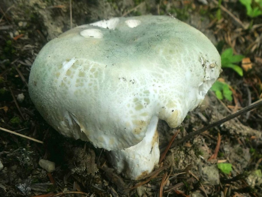 Сыроежка Чешуйчатая (Russula virescens)