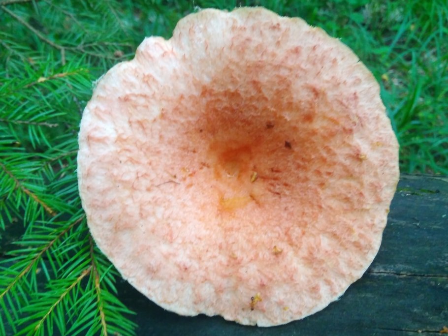 Гриб волнушка розовая