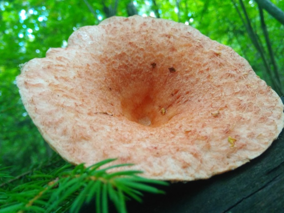 Волнушка белая Lactarius pubescens