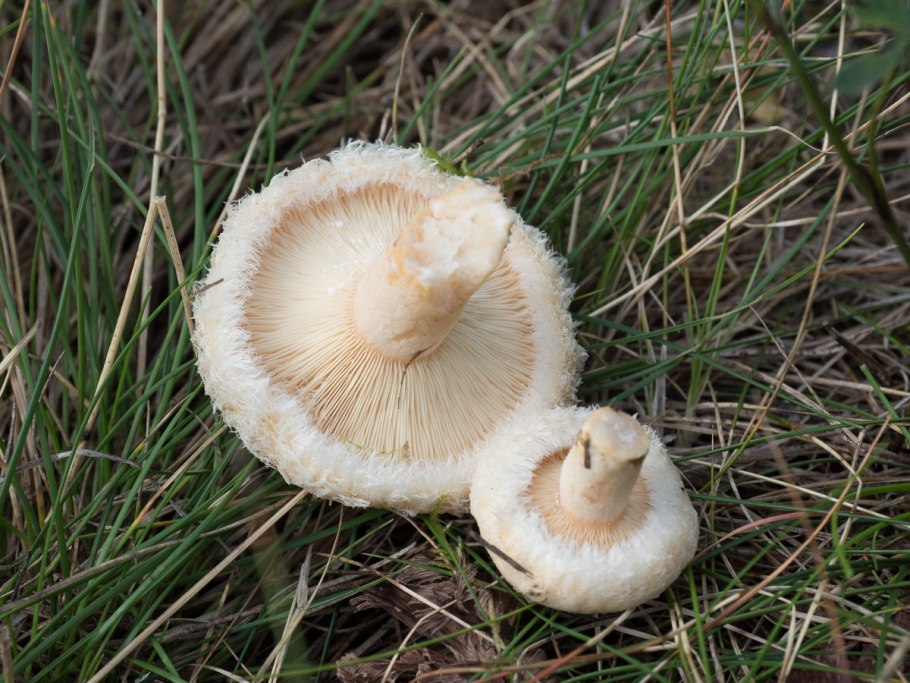 Млечник шиповатый (Lactarius spinosulus)