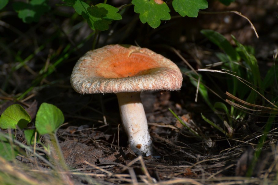 Грузди и волнушки