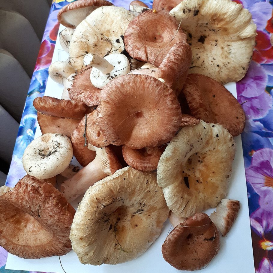 Волнушка диарейная