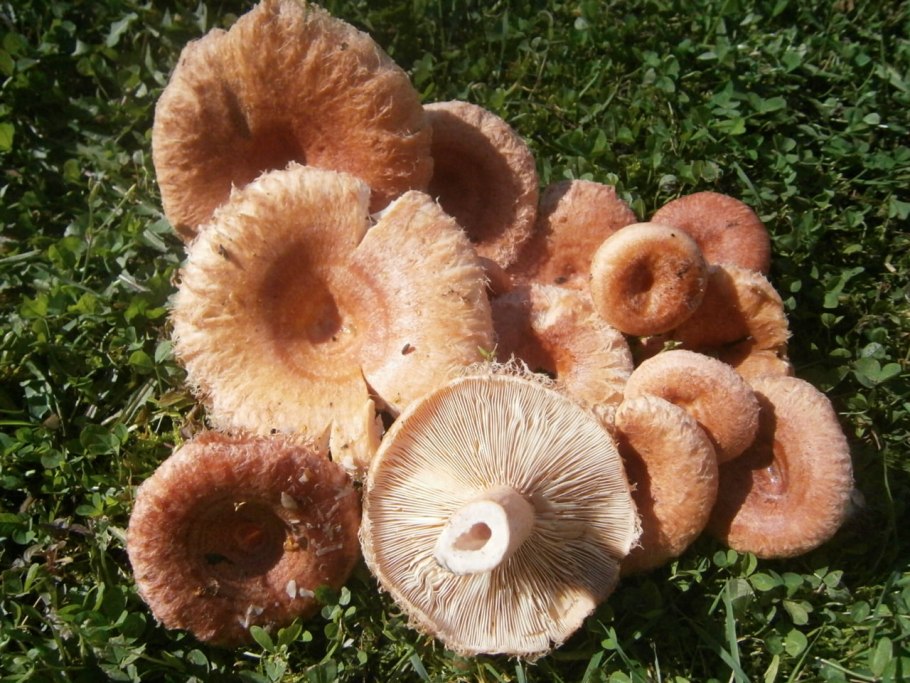Lactarius torminosus – волнушка