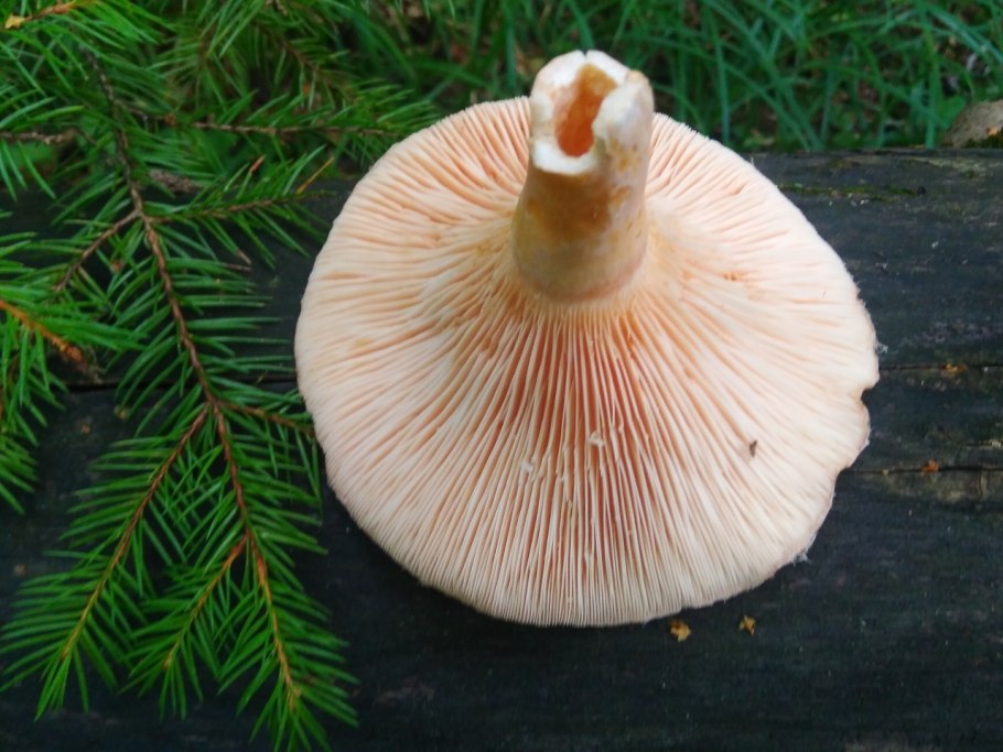 Млечник гриб Гладыш