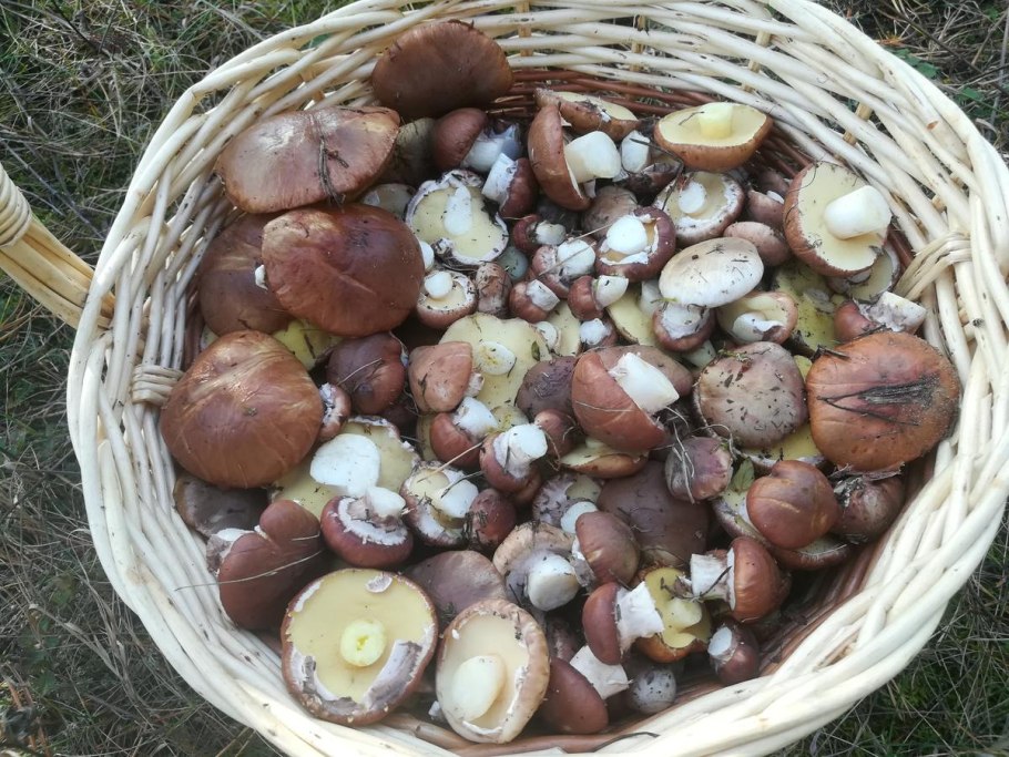 Масленок чищеный ярко жёлтый внутри