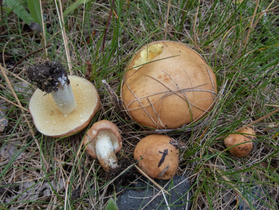 23. Suillus granulatus – маслёнок зернистый