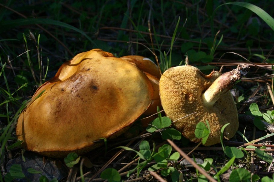 Масленок зернистый летний Suillus granulatus