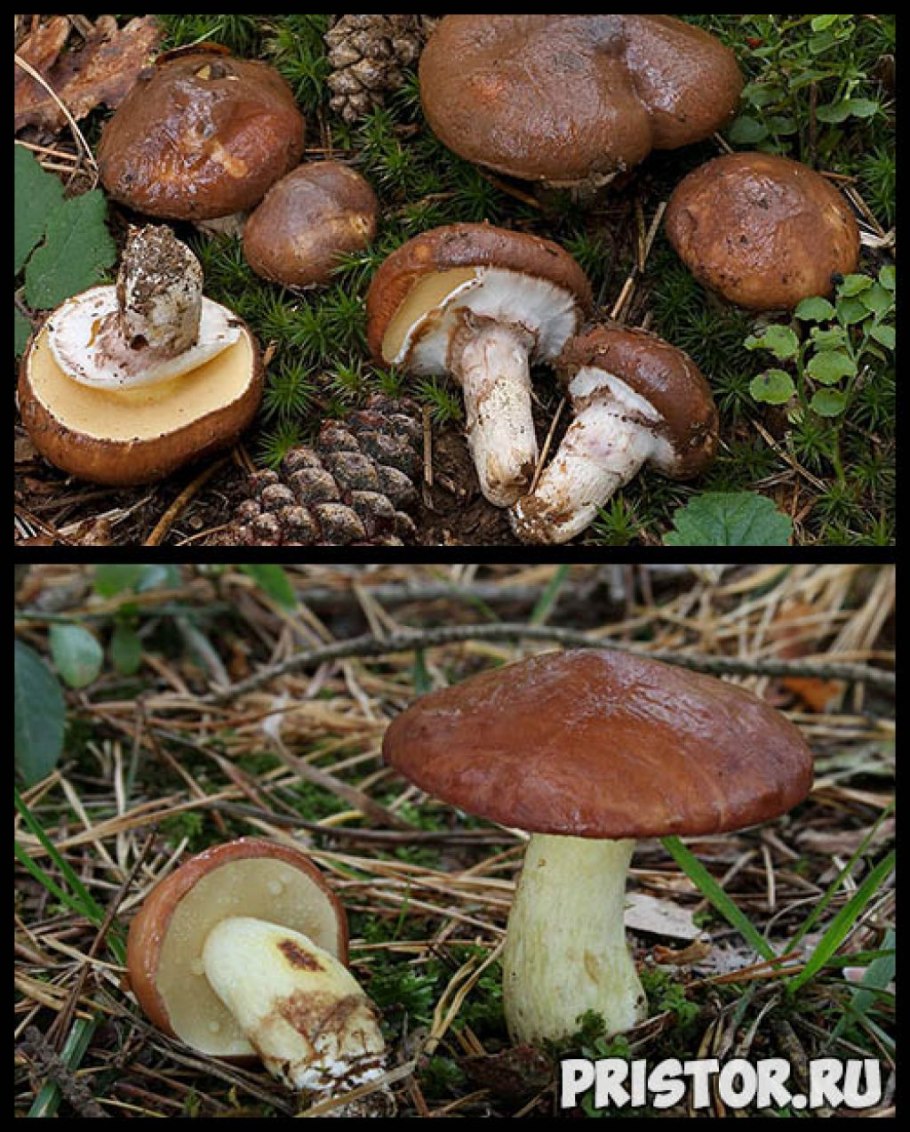 Suillus tridentinus