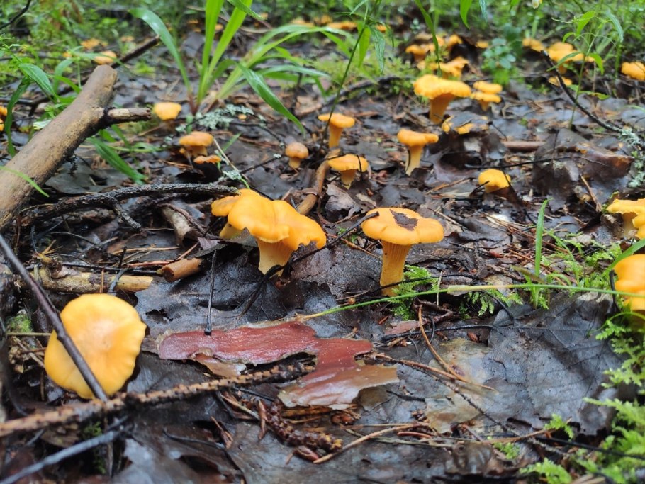 Лисичка обыкновенная гриб