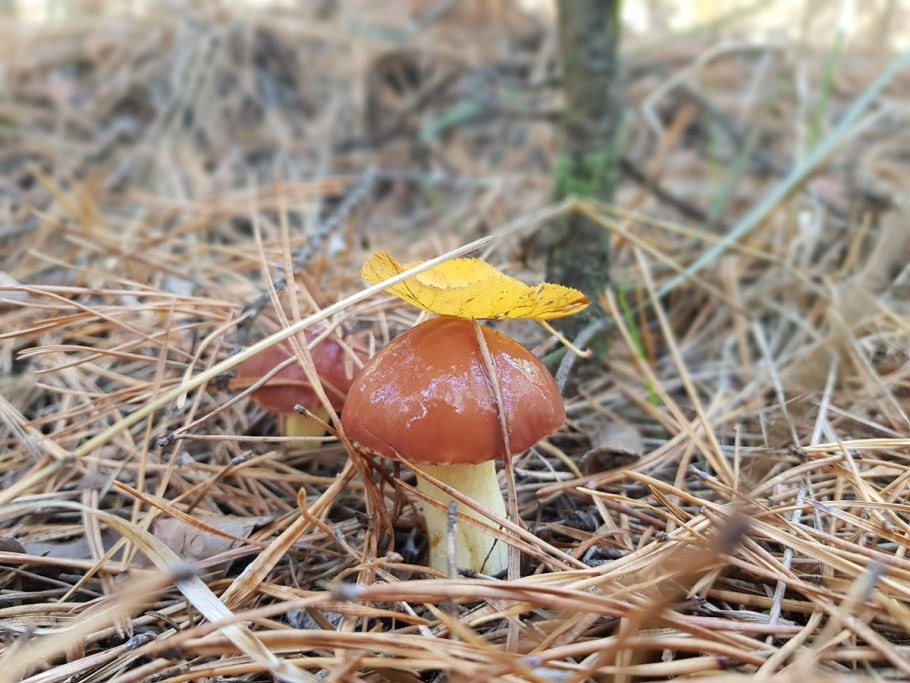 Маслята переростки