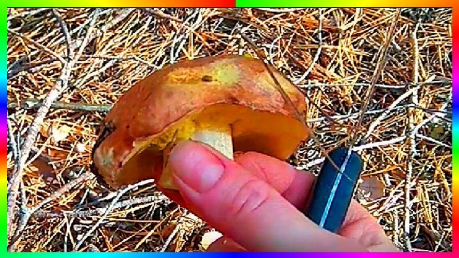 Масленок лето природа лес