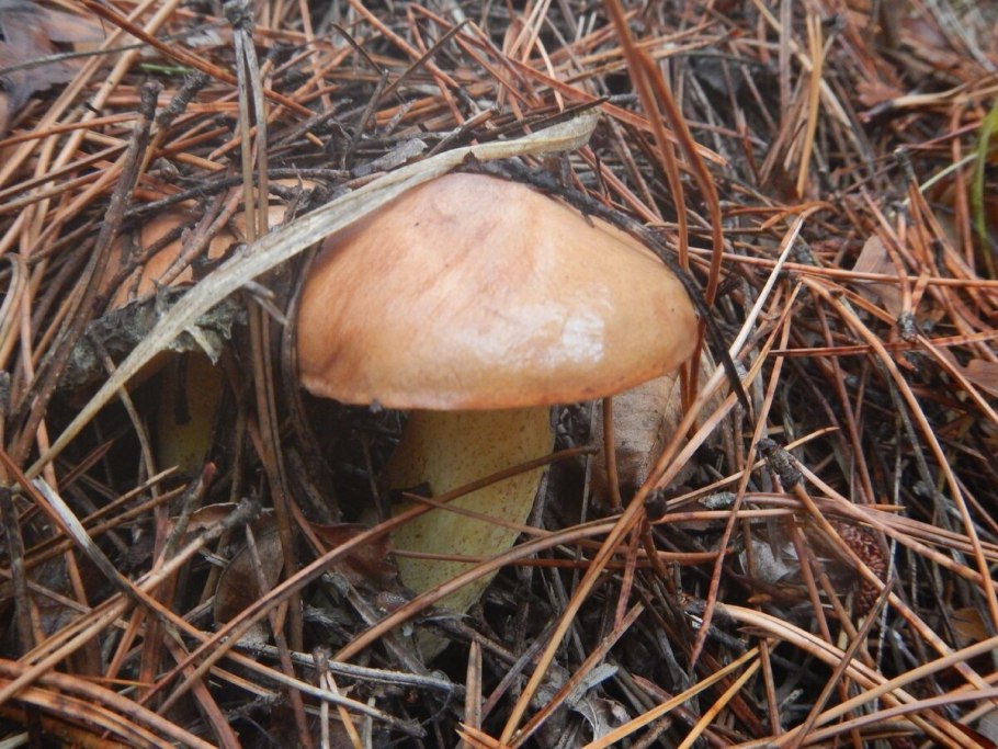 Маслёнок рубиновый (Suillus rubinus)
