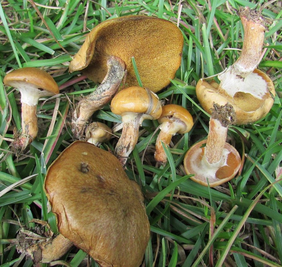 Гриб Suillus luteus