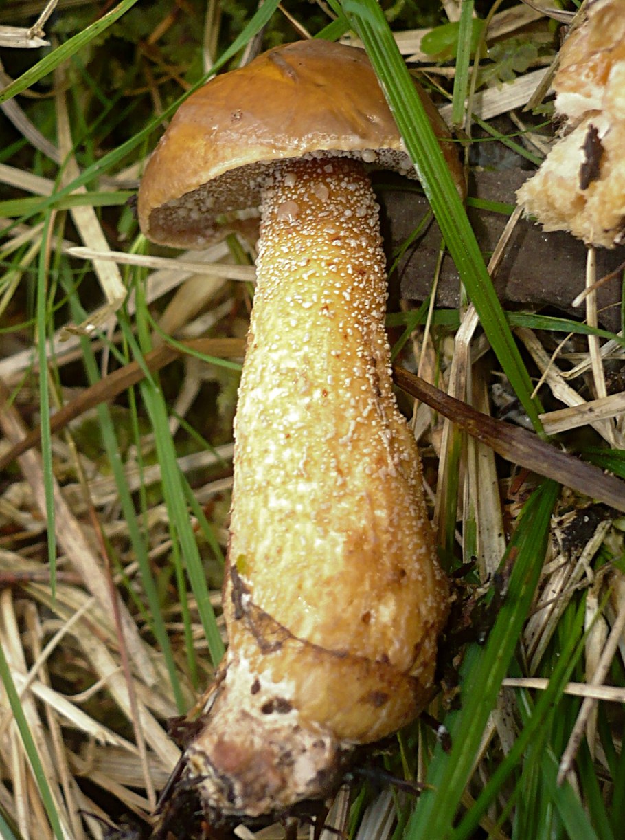 Гриб Suillus luteus