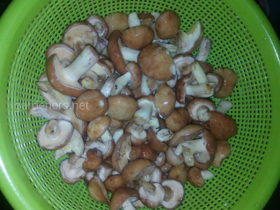 Грибы Микадо маслята