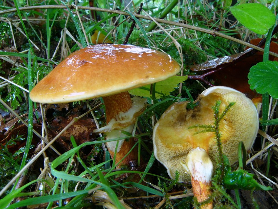 Маслёнок рубиновый (Suillus rubinus)