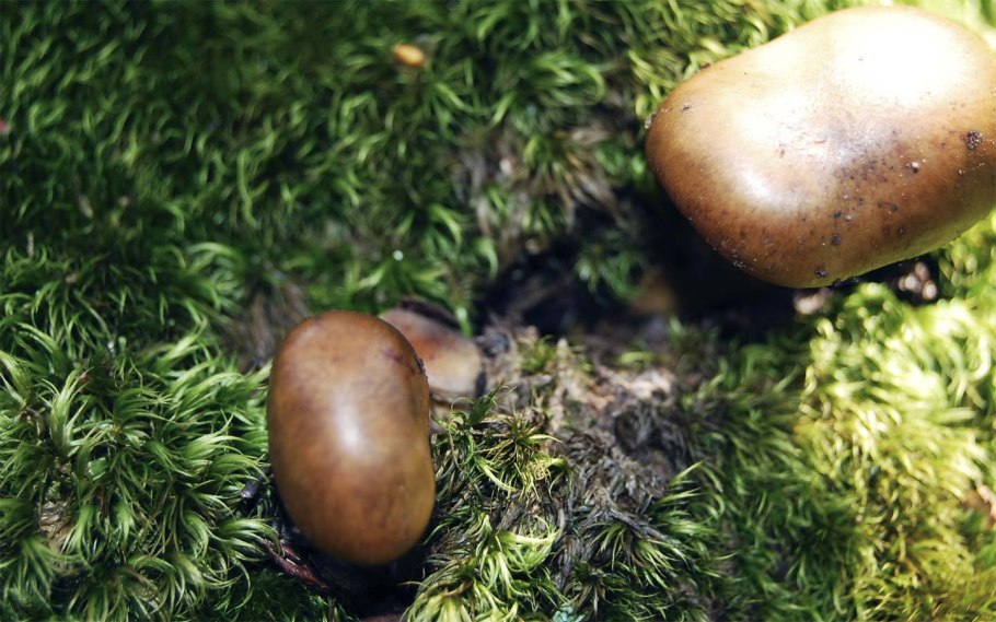 Споры грибов маслят