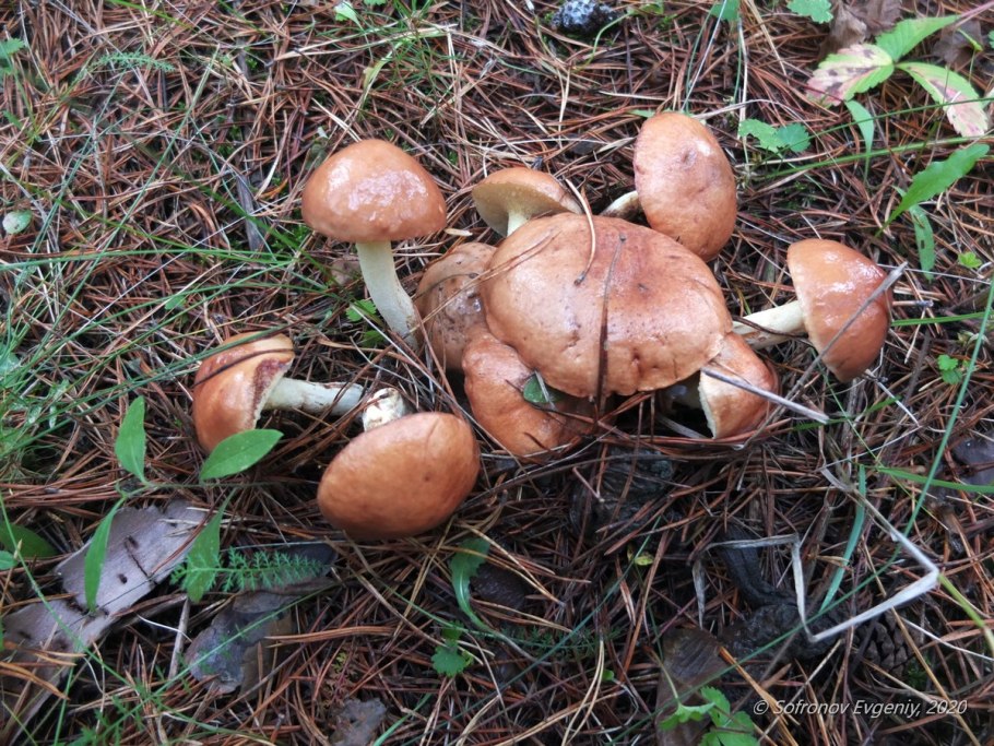 Съедобные грибы маслята