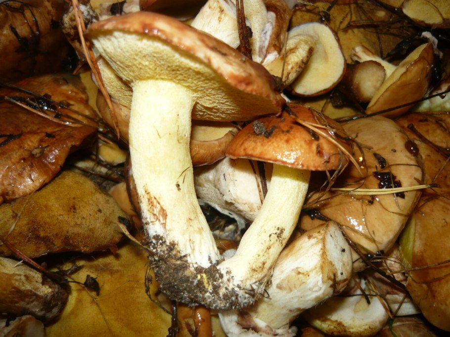 Маслёнок рубиновый (Suillus rubinus)