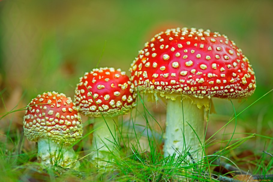 Мухомор пятнистый