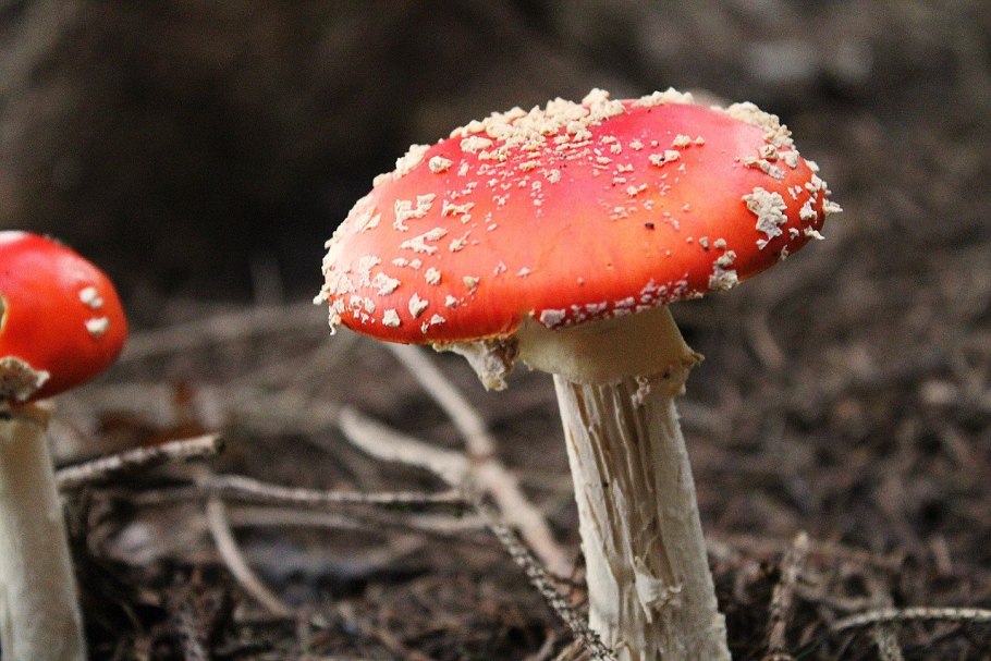 Мухомор amanita muscaria