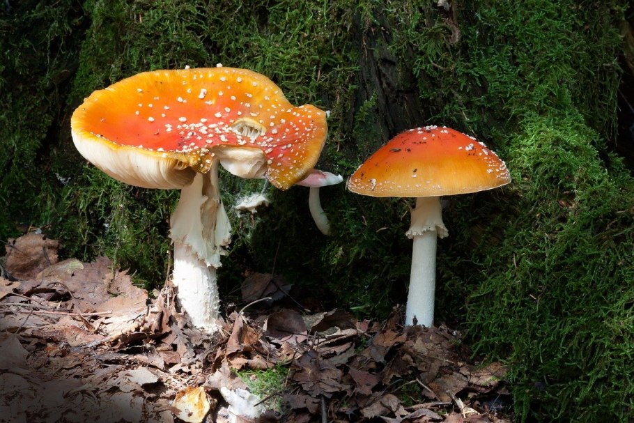 Мухомор amanita muscaria