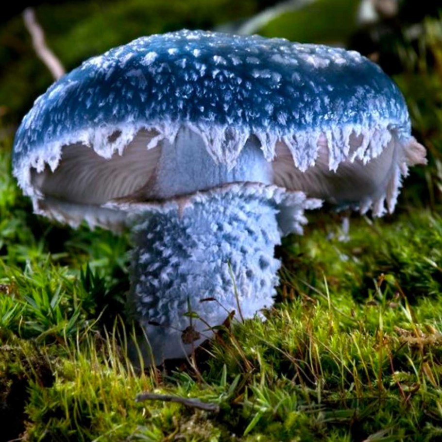 Гриб строфария сине-зеленая
