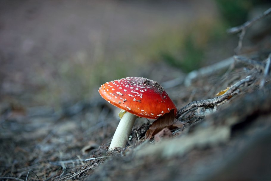 Золотой мухомор