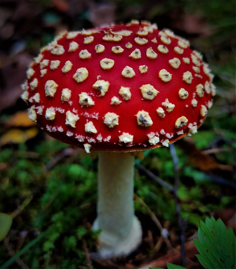 Голубой гриб Entoloma hochstetteri