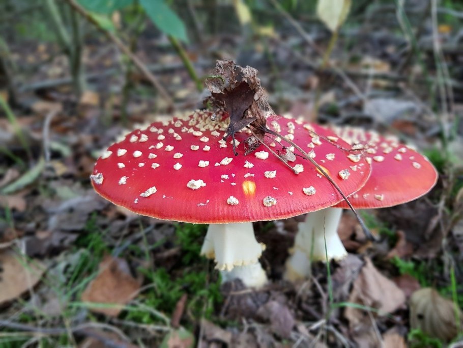Amanita гриб