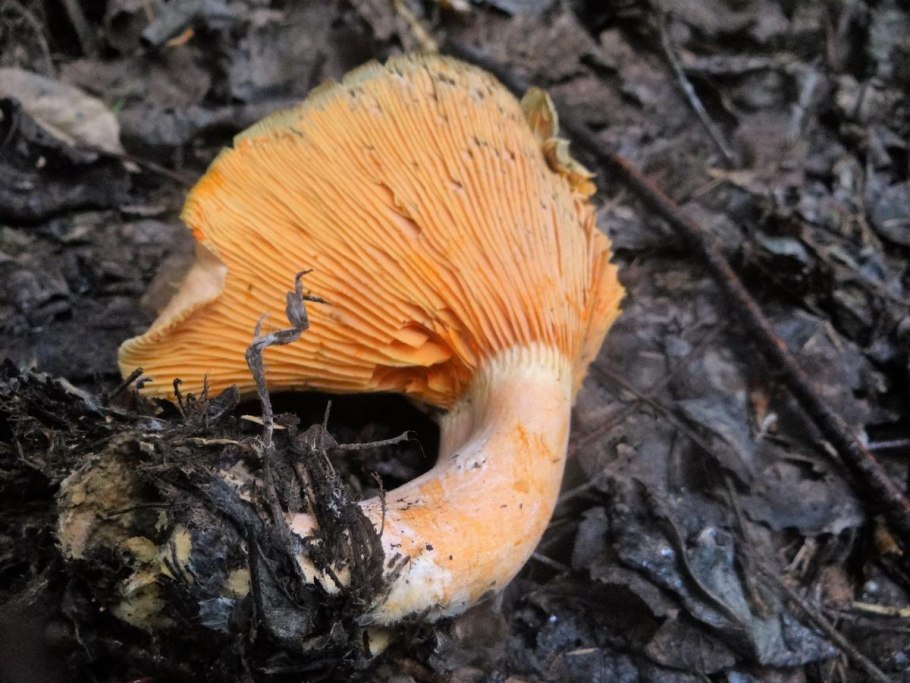 Грибы Гепиния