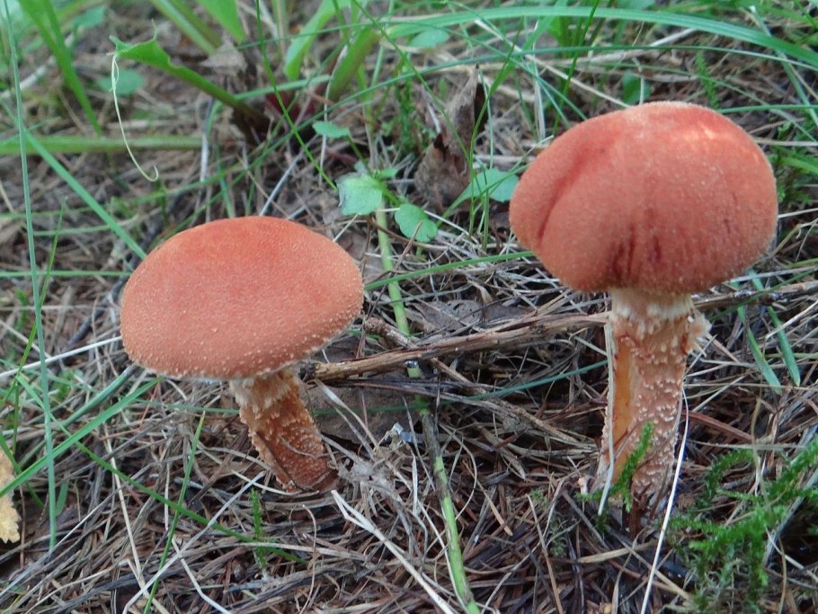 Omphalotus Olearius гриб