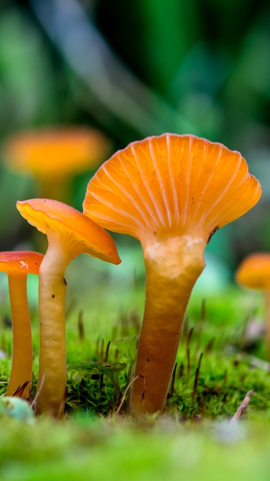 Млечник буро-желтый