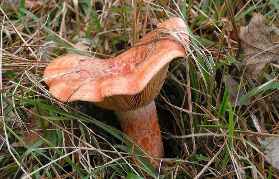 Царский гриб Рыжик