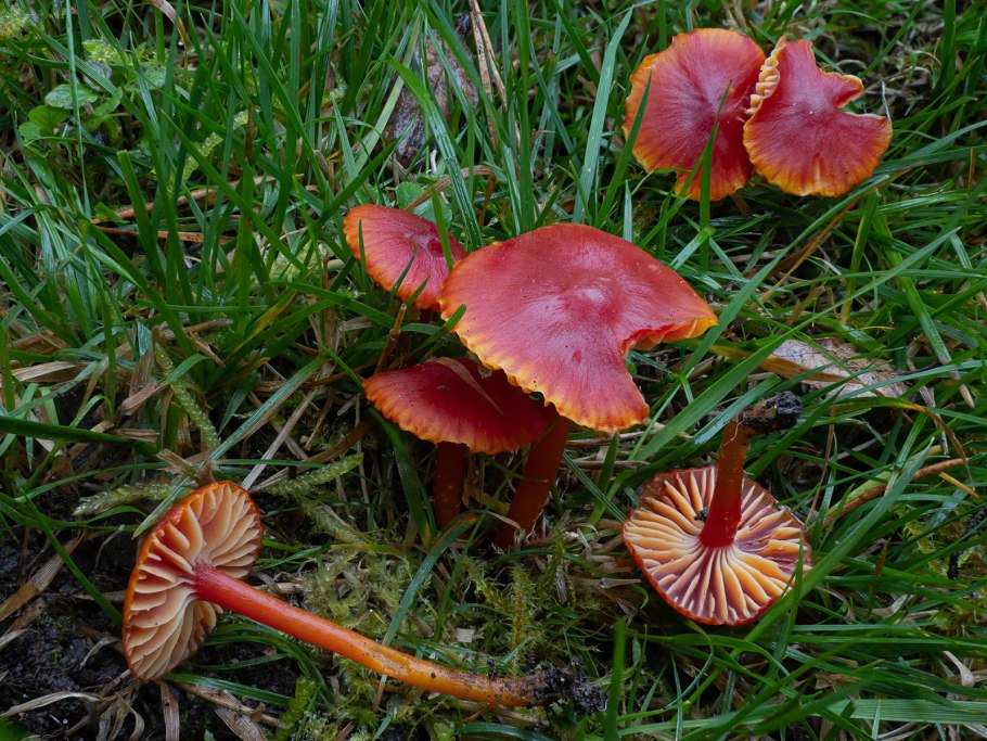 Гигроцибе киноварно-красная (Hygrocybe miniata)