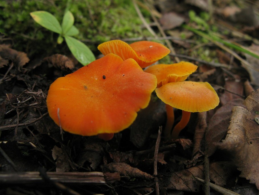 Паутинник плюшевый Cortinarius orellanus