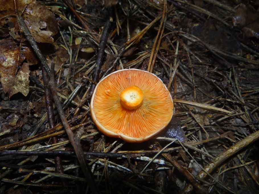 Гигроцибе киноварно-красная (Hygrocybe miniata)