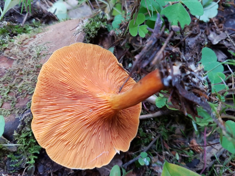 Cystoderma cinnabarinum