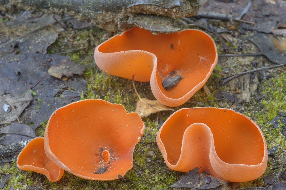 Гигроцибе коническая (Hygrocybe conica)