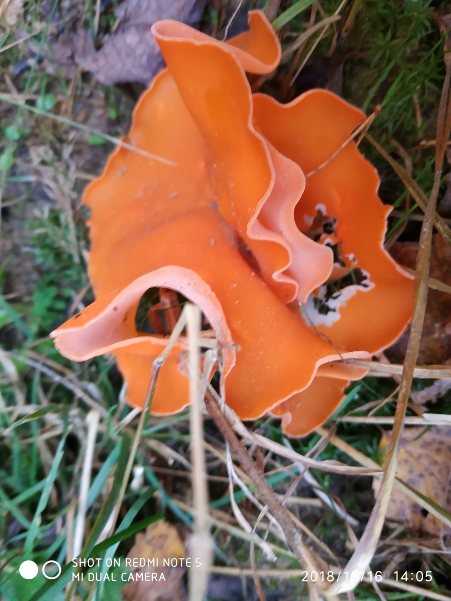 Ксеромфалина колокольчатая