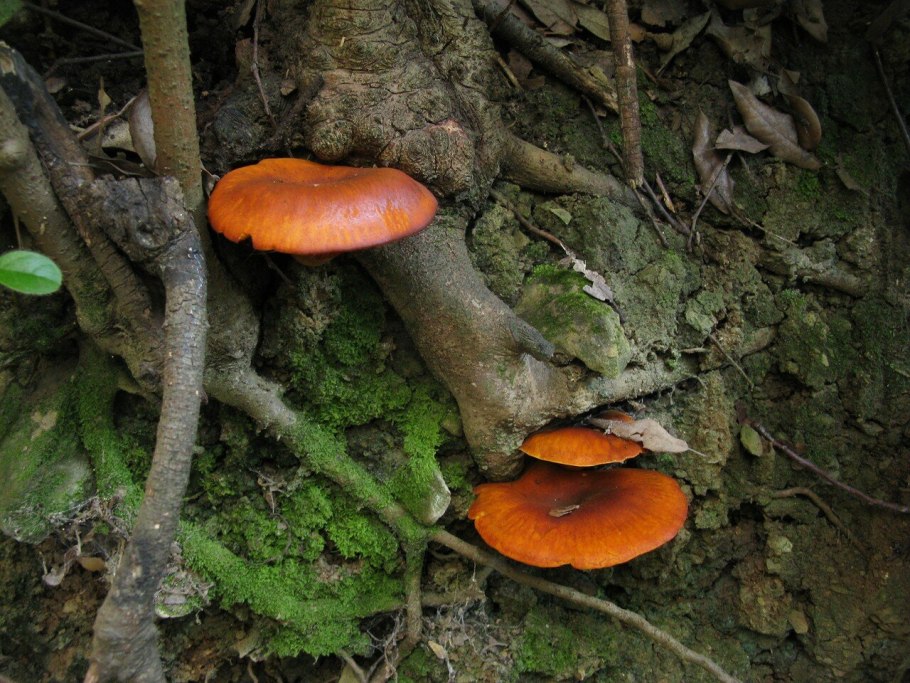 Опята рыжики