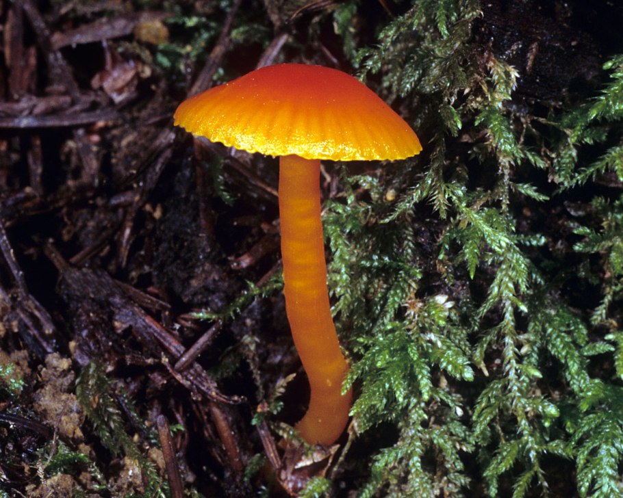Говорушка оранжевая или ложная Лисичка (Hygrophoropsis aurantiaca).
