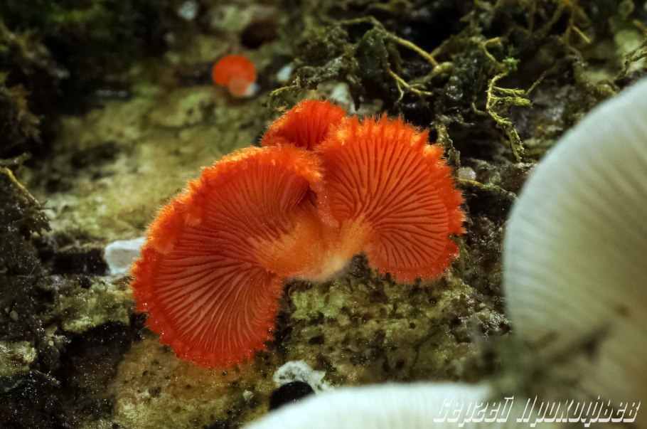 Гигроцибе пунцовая