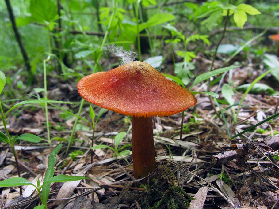 Грибы Башкирии с коричневыми пластинками