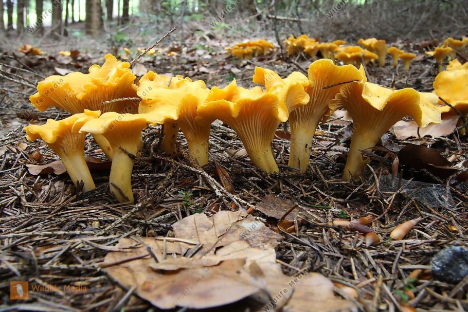 Лисичка трубчатая ворончатая